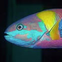 ICON Reef fish